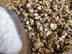 Oaty Granola with Yogurt